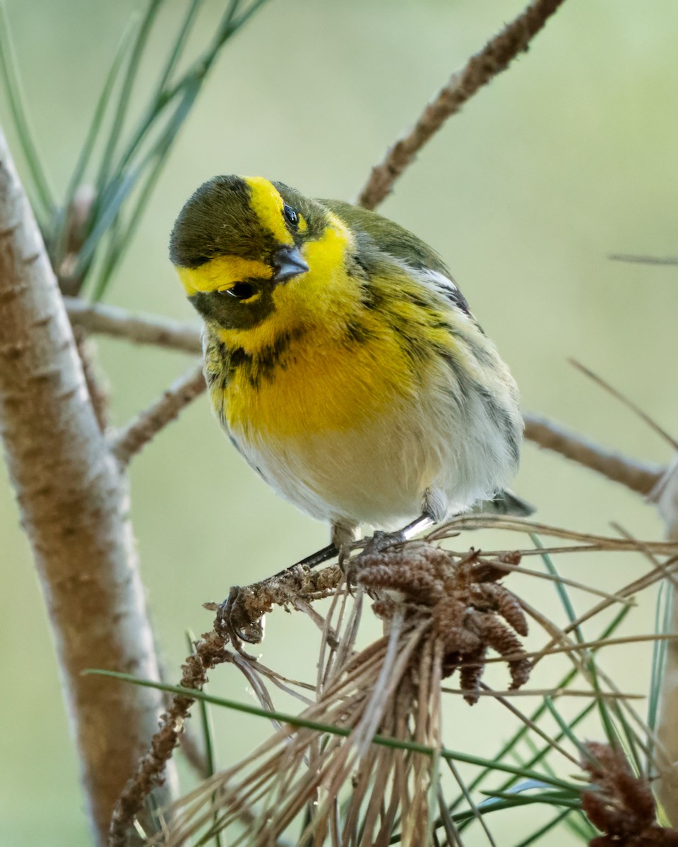 Townsend's Warbler - ML611032396