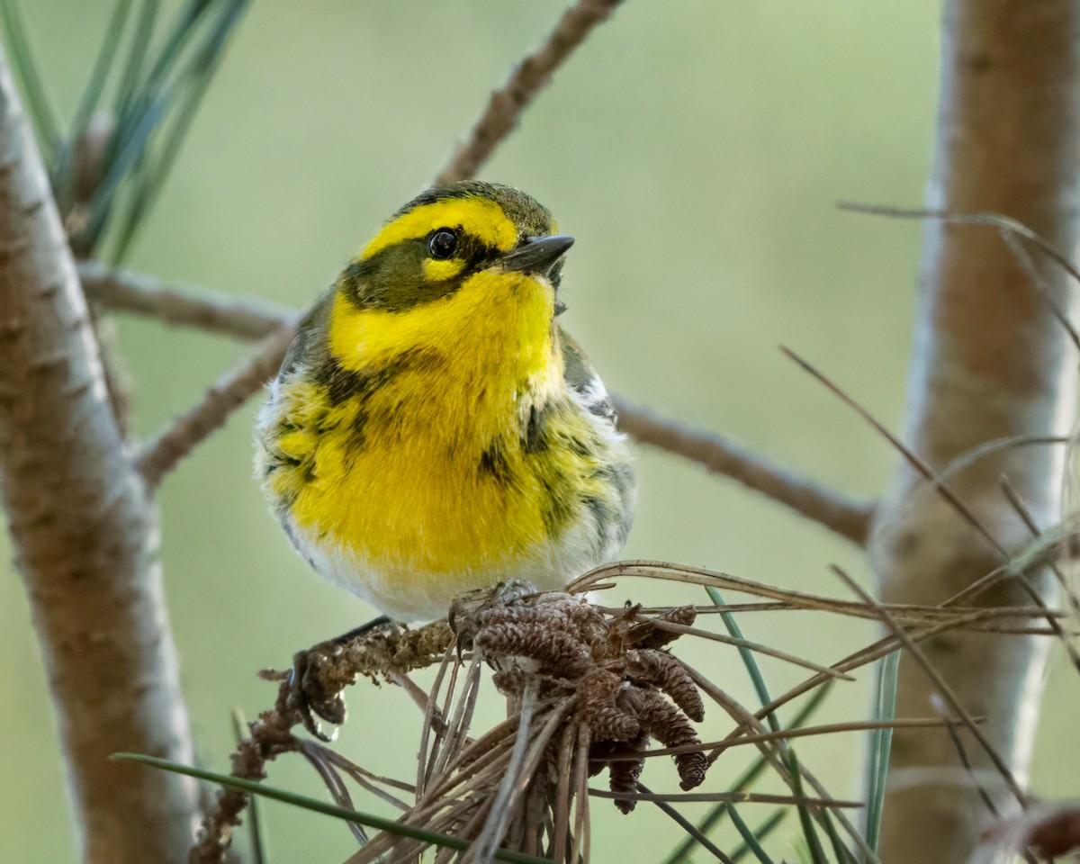 Townsend's Warbler - Sue Cook