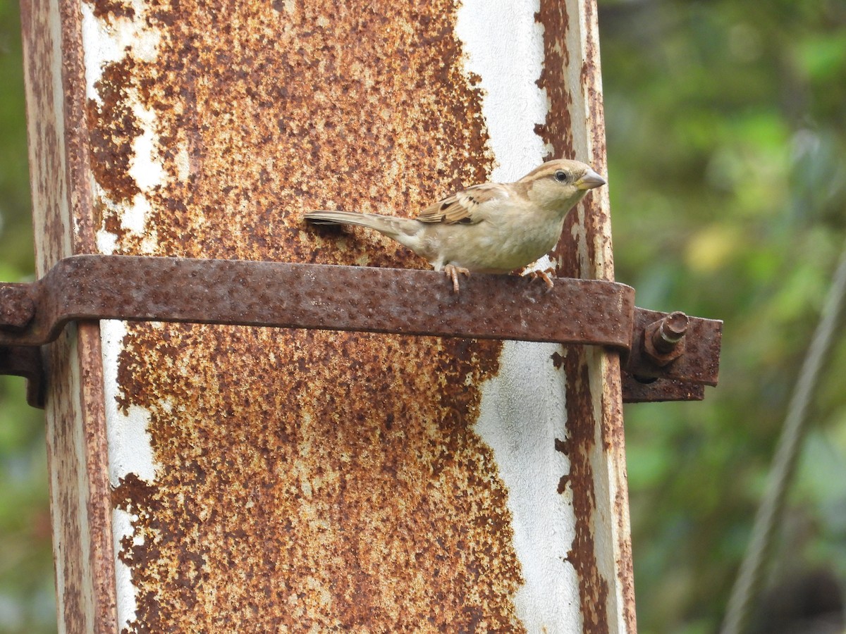 House Sparrow - Ananth Kaitharam