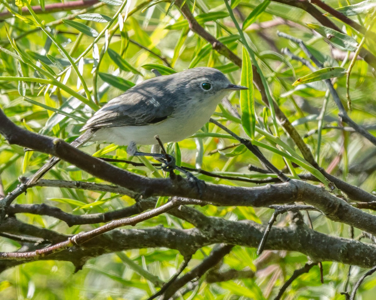 Blue-gray Gnatcatcher - ML611032419