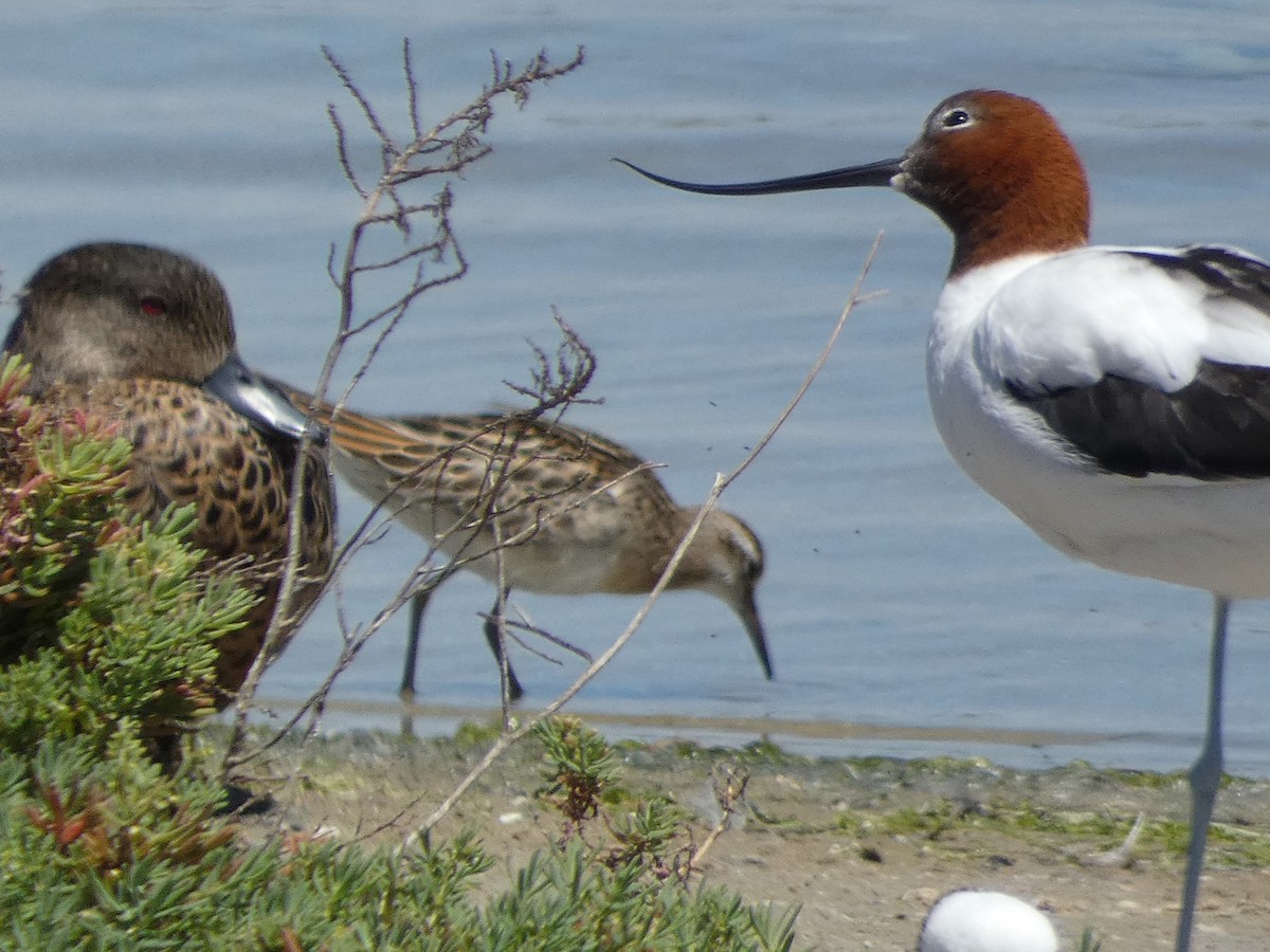 Sharp-tailed Sandpiper - Jon Tiktin