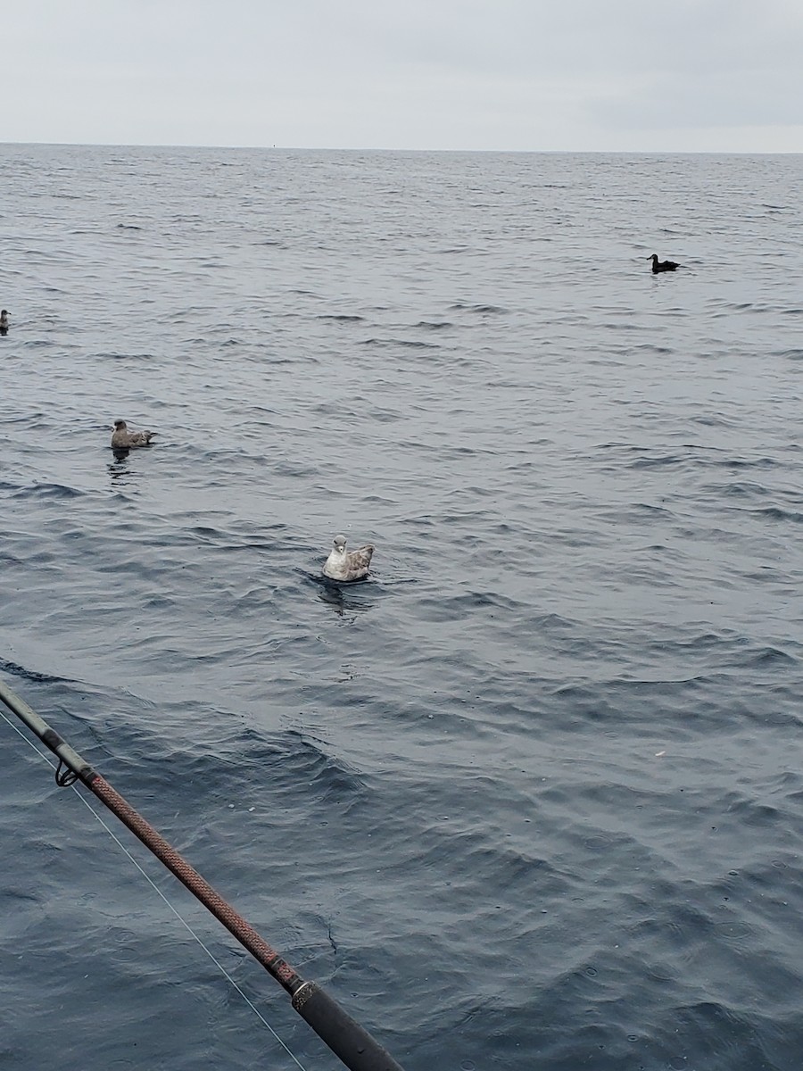 Fulmar boréal (rodgersii) - ML611032561