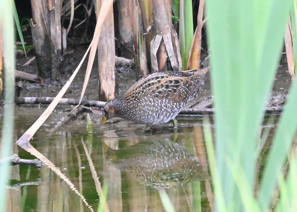 Spotted Crake - ML611032687