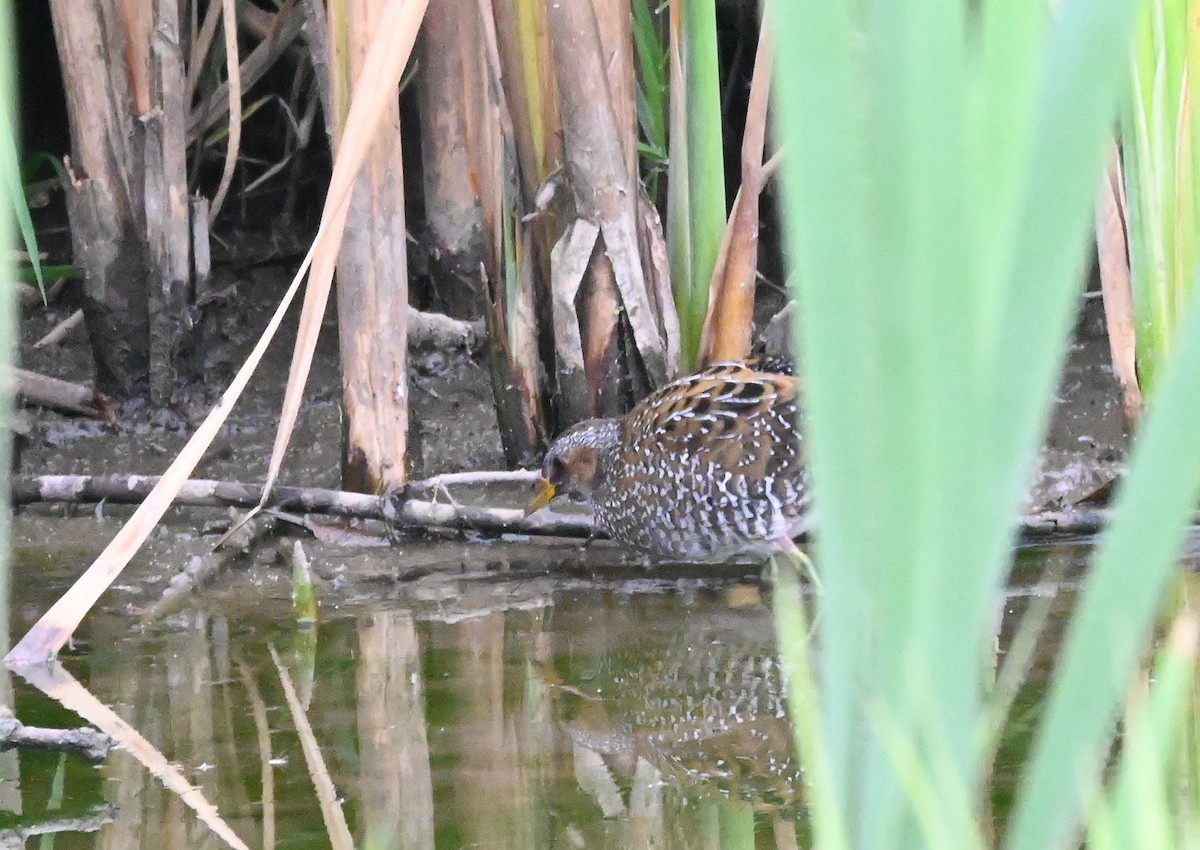 Spotted Crake - ML611032688