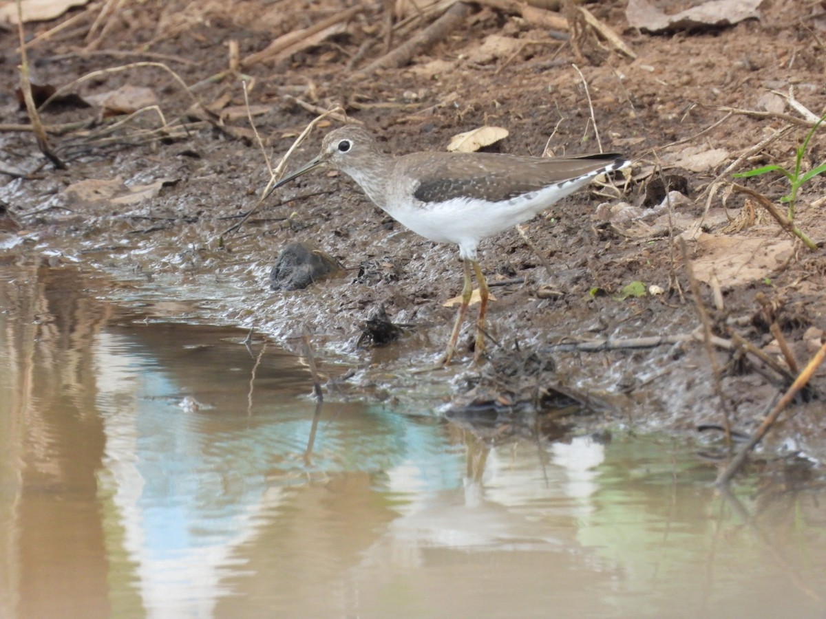 Spotted Sandpiper - ML611032702