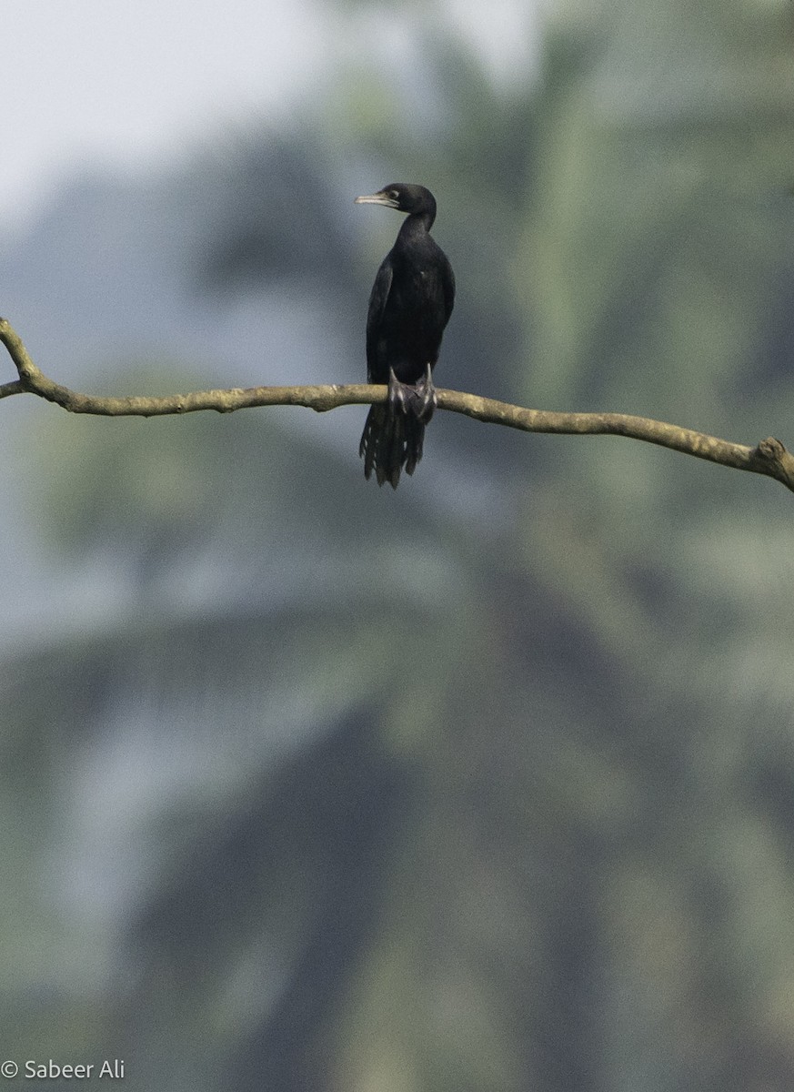 Cormoran de Vieillot - ML611032741