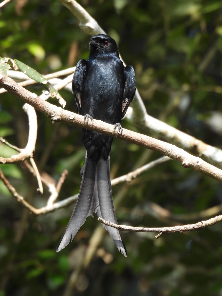 Black Drongo - Navin  P Mathew