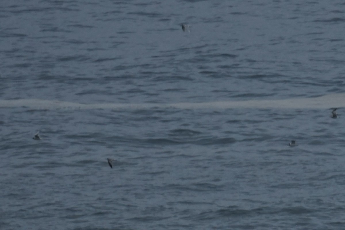 Mouette mélanocéphale - ML611032985