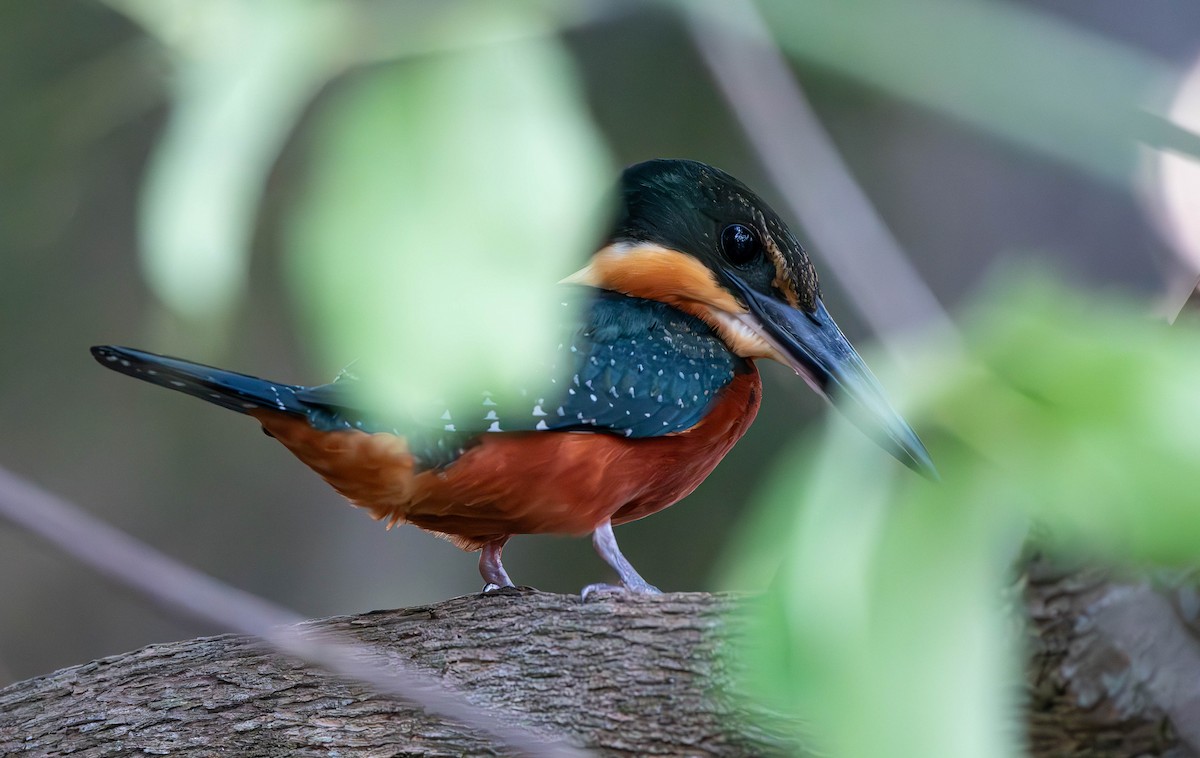 Green-and-rufous Kingfisher - ML611032998