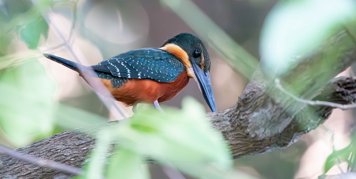 Green-and-rufous Kingfisher - ML611033002