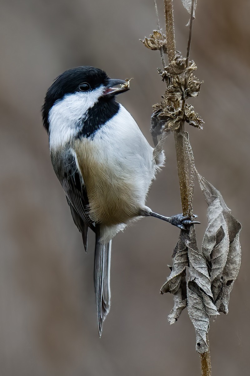 Black-capped Chickadee - ML611033222