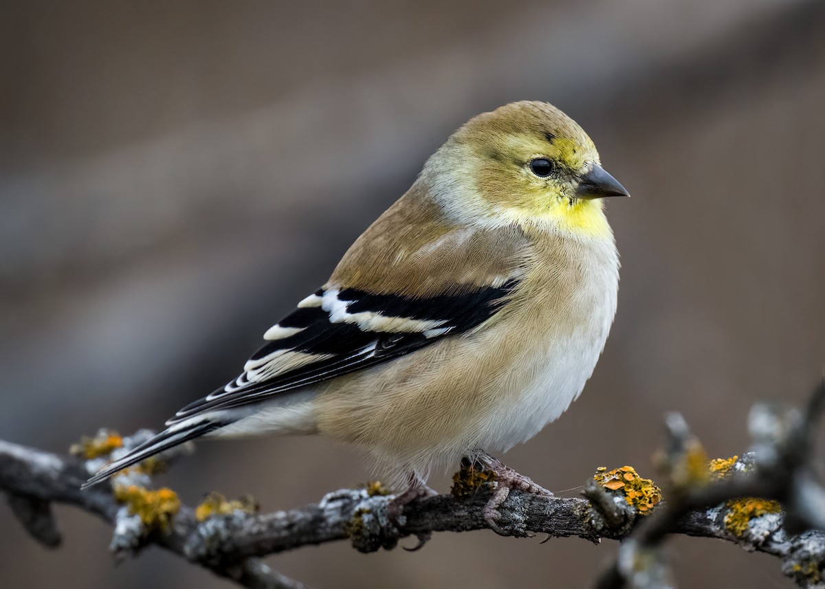 American Goldfinch - ML611033243
