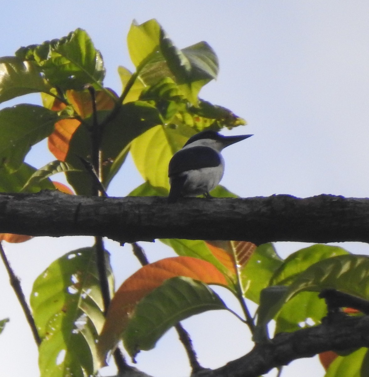 New Britain Kingfisher - ML611033288