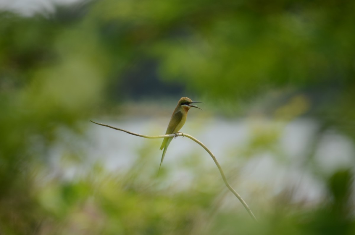 Blue-tailed Bee-eater - ML611033360