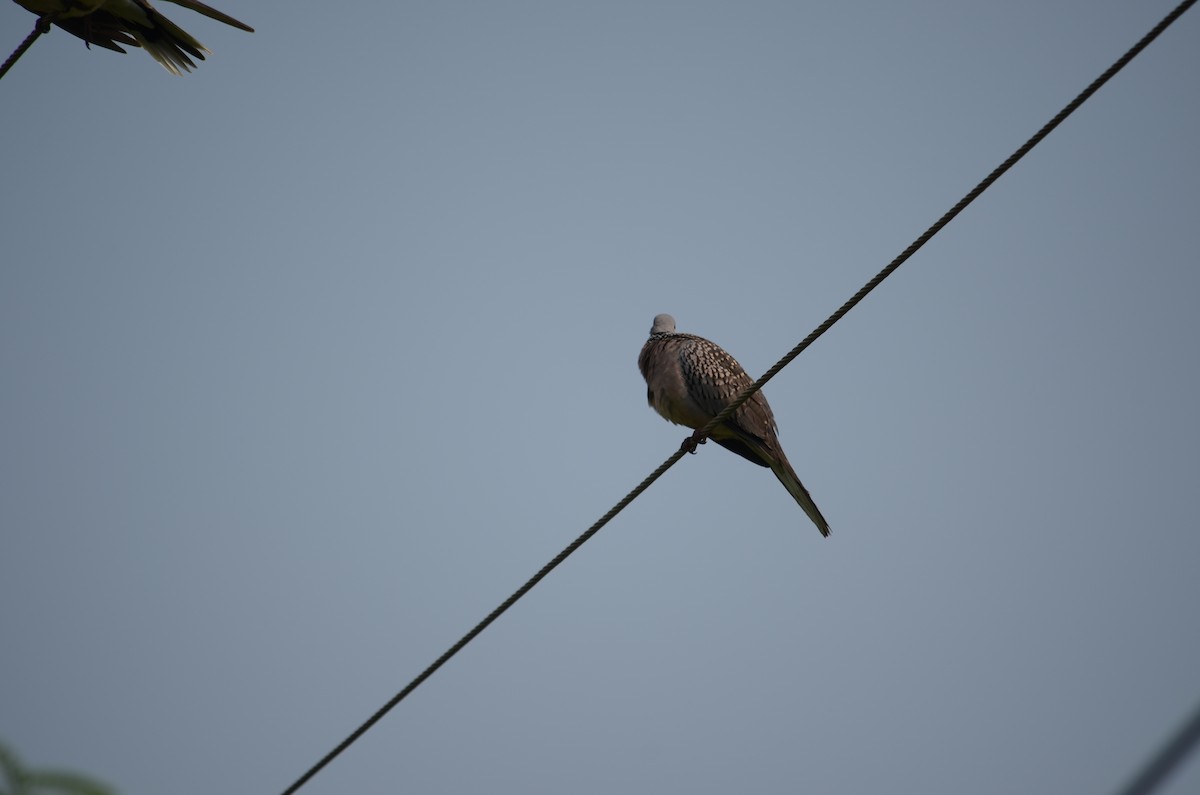 Spotted Dove - ML611033363