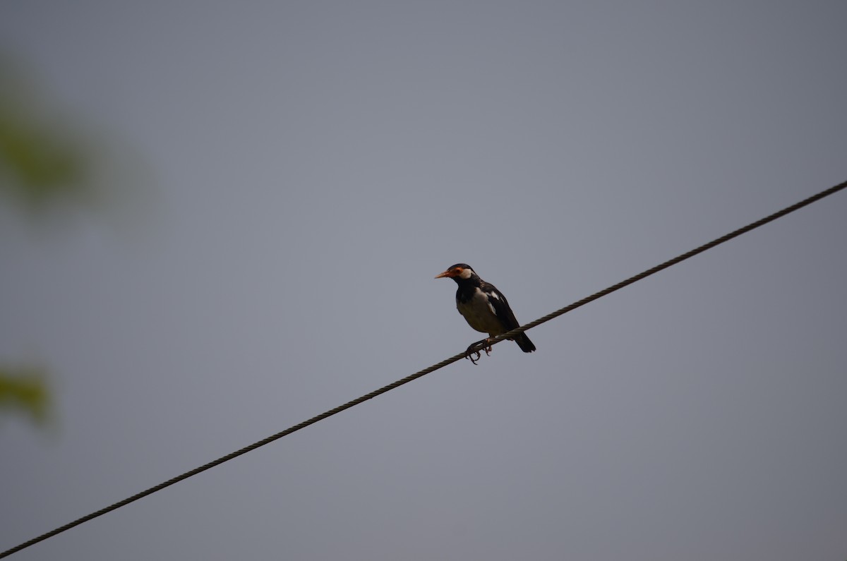 Indian Pied Starling - ML611033366