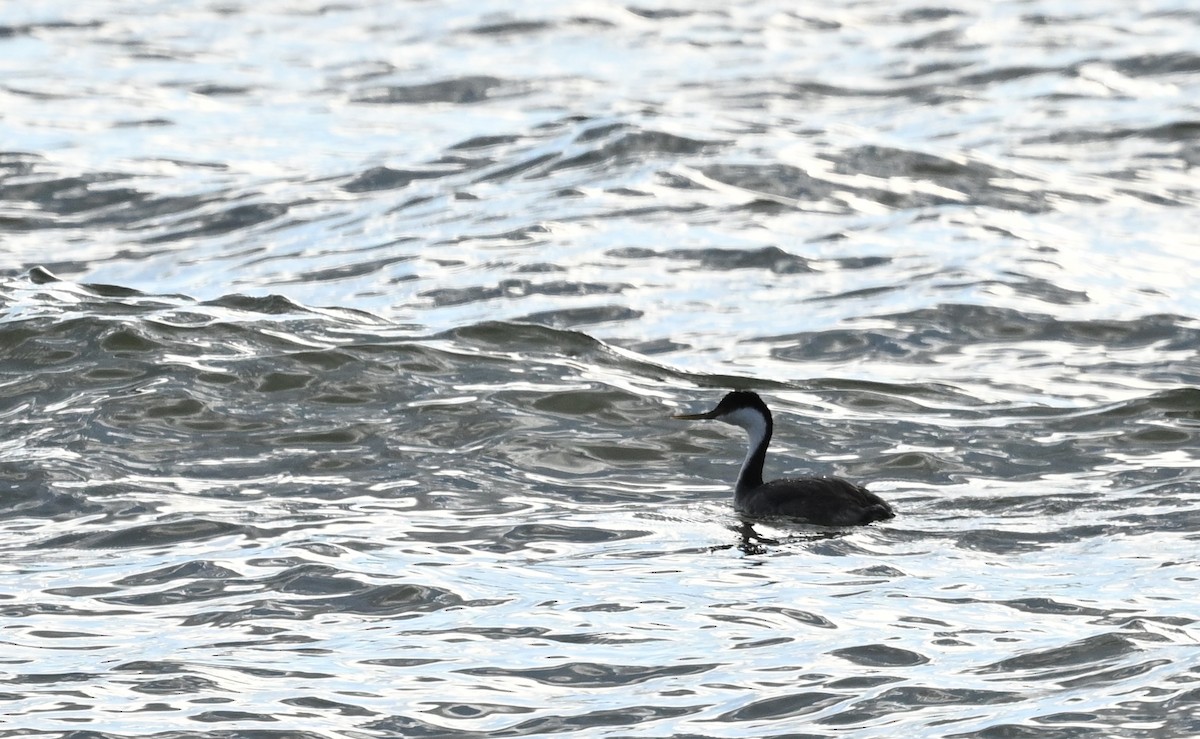 Western Grebe - ML611033436