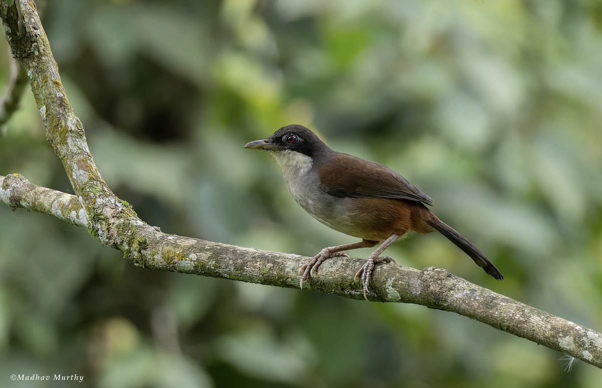 Wayanad Laughingthrush - Madhav Murthy