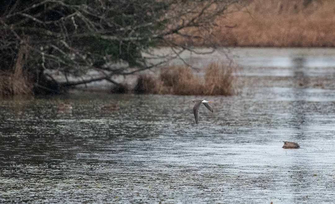 Lesser/Greater Yellowlegs - Kari Monagle