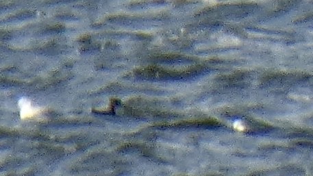 potápka rudokrká - ML611033653