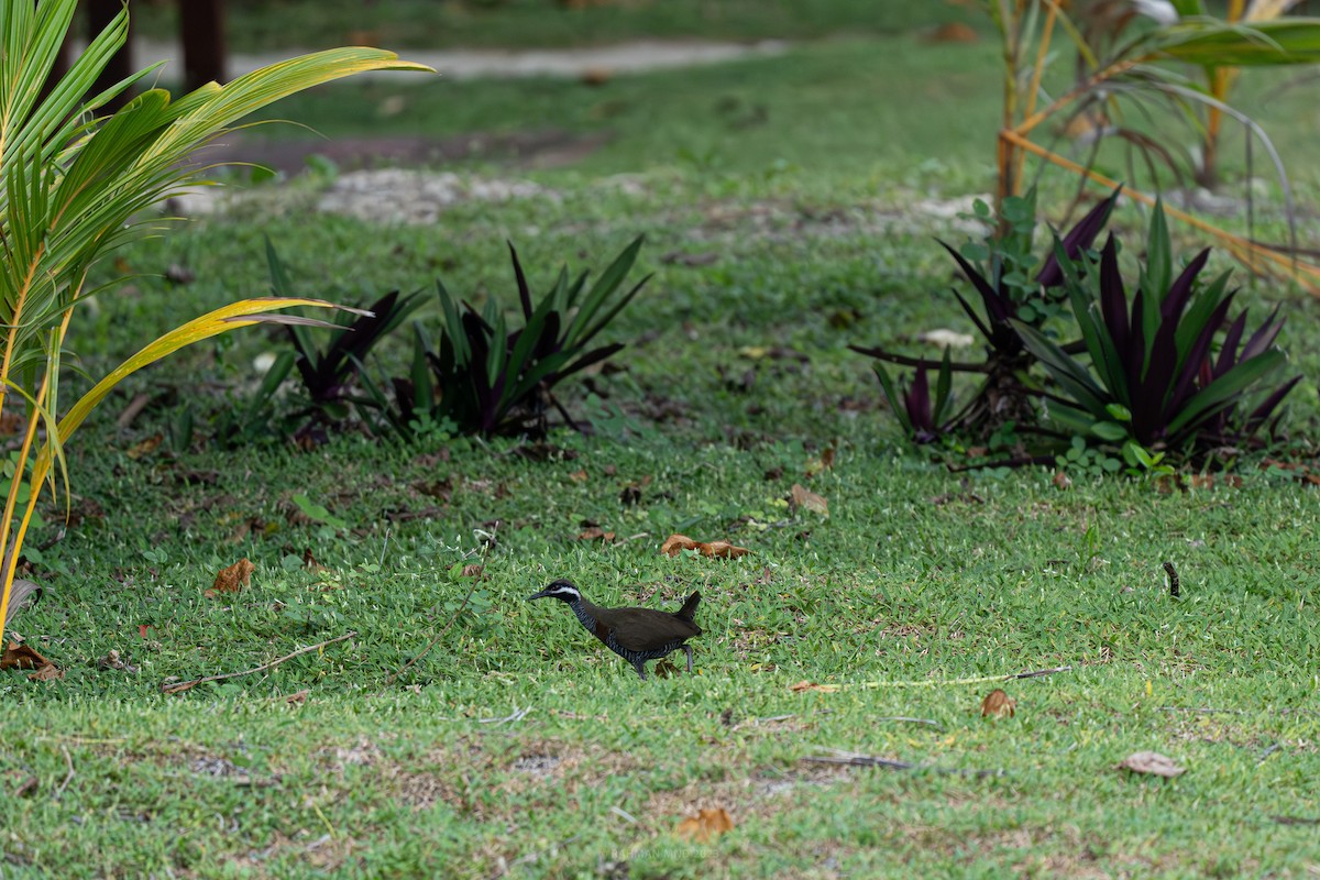 Barred Rail - ML611033672