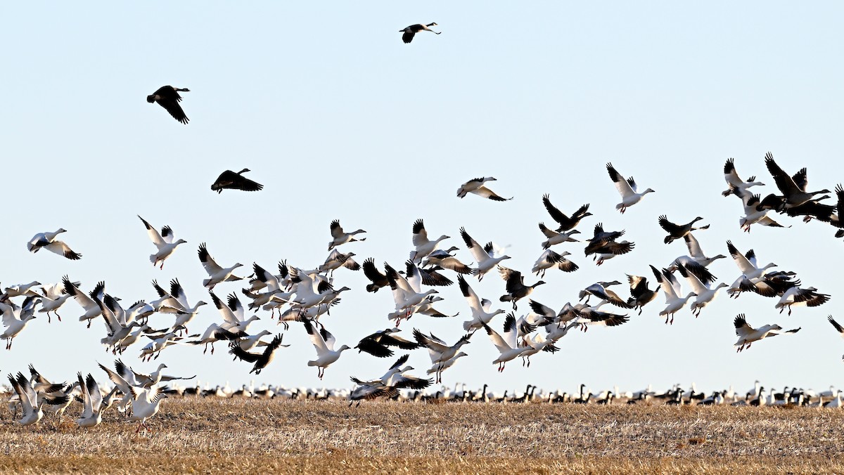 Snow Goose - ML611033681