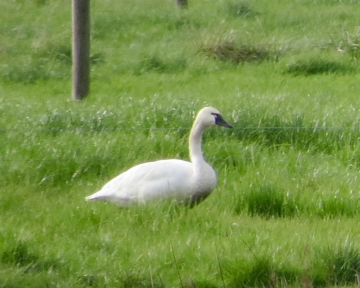 Cygne siffleur - ML611033689