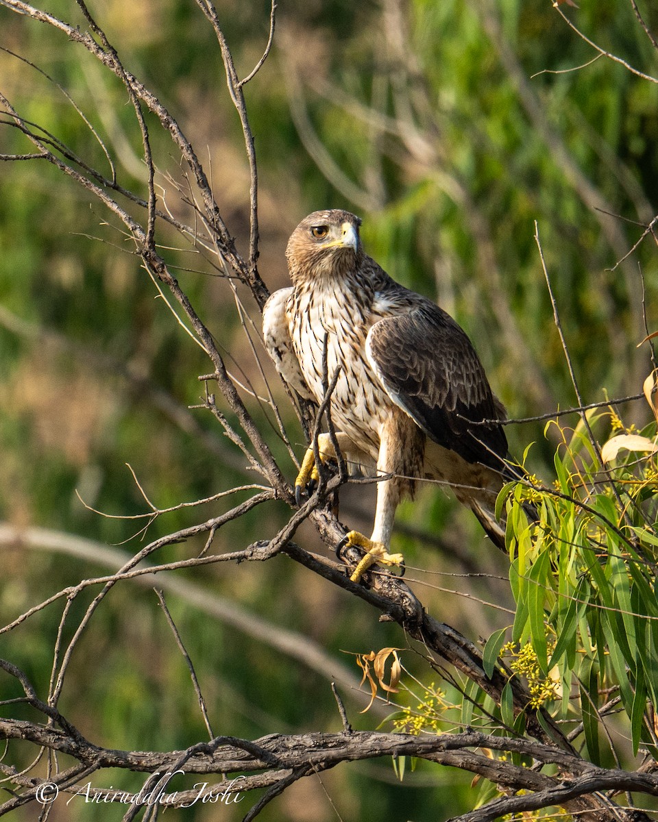 Aigle de Bonelli - ML611033691