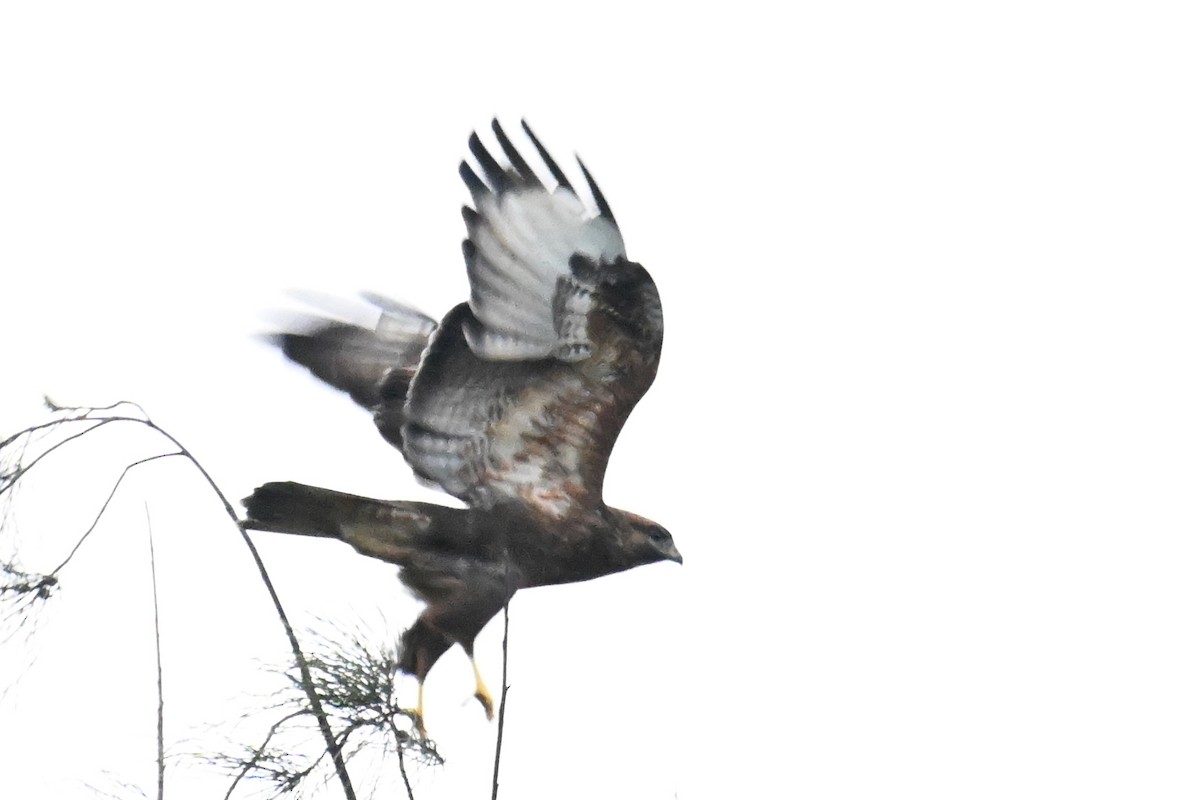 Eastern Buzzard - ML611033736