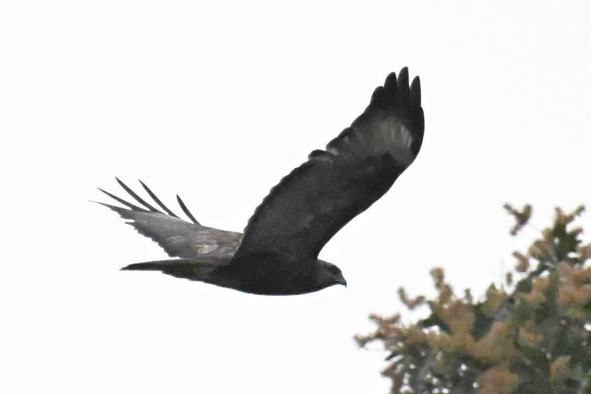 Eastern Buzzard - ML611033738