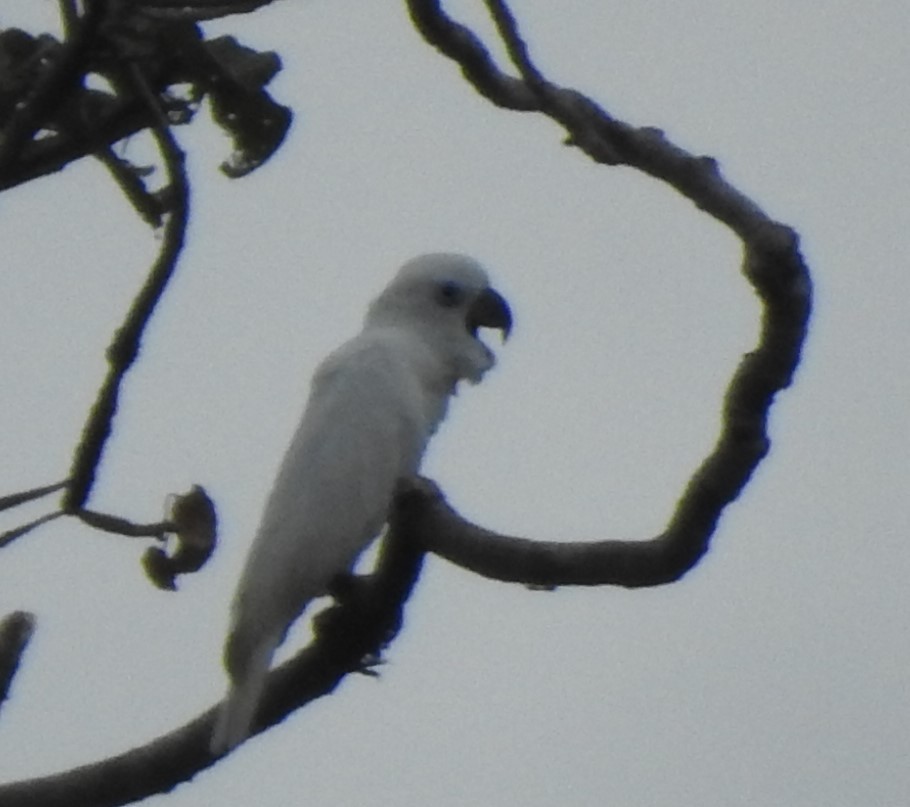 Blue-eyed Cockatoo - ML611033815