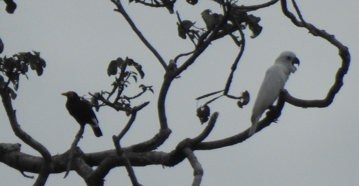 Blue-eyed Cockatoo - ML611033816