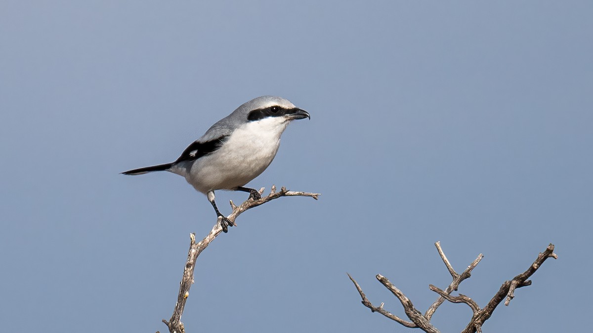 Great Gray Shrike - Ogün Aydin