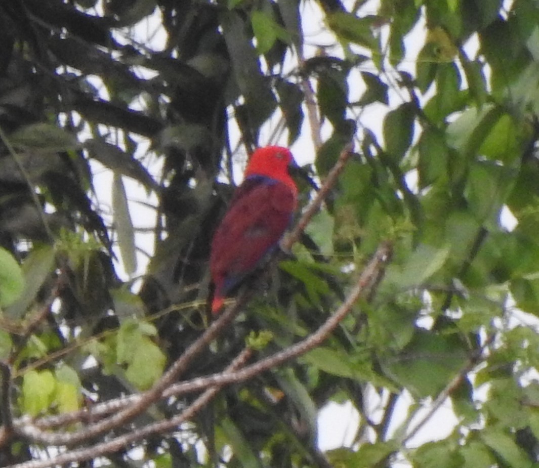 Papua Eklektus Papağanı - ML611033841