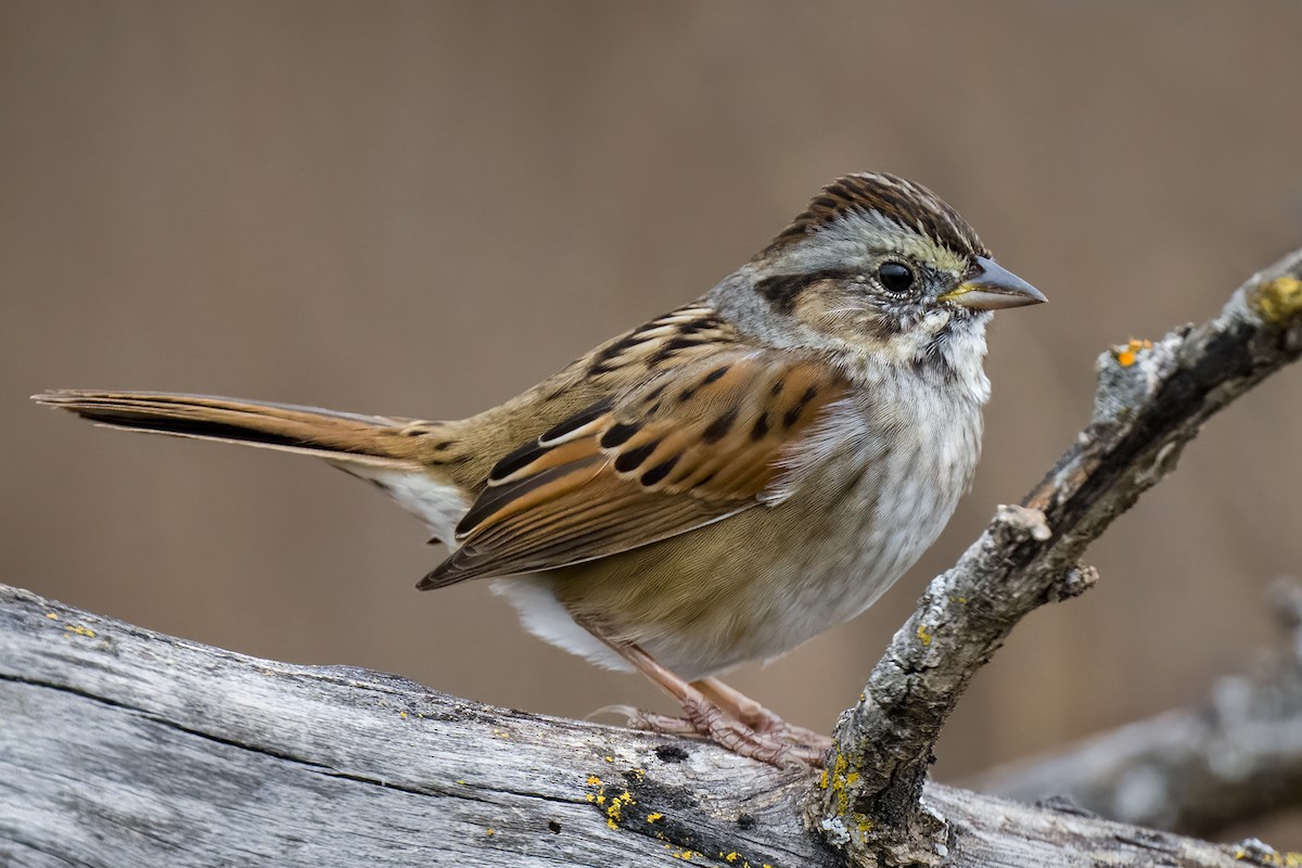 Swamp Sparrow - ML611033905
