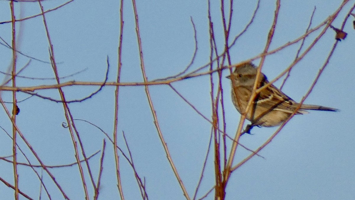 American Tree Sparrow - ML611033925