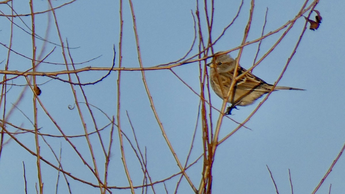 American Tree Sparrow - ML611033926