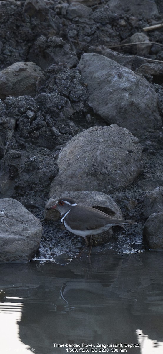 Three-banded Plover - ML611033975