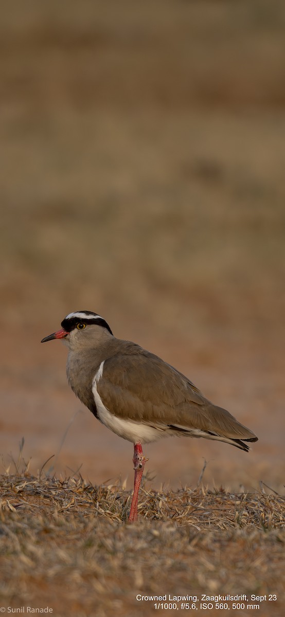 Crowned Lapwing - ML611034014