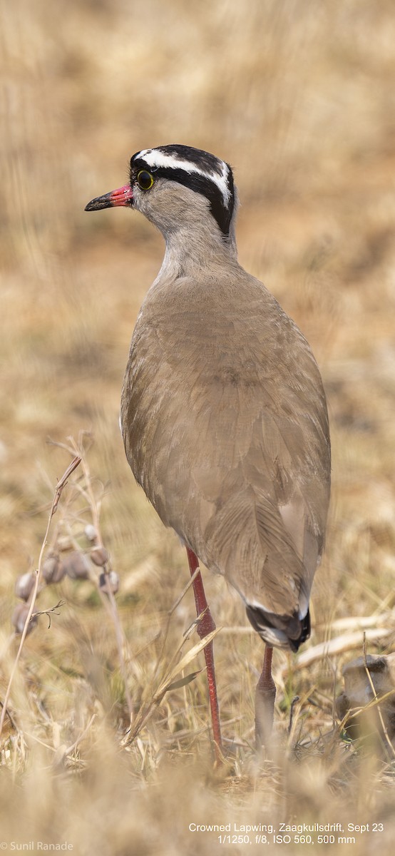 Crowned Lapwing - ML611034015
