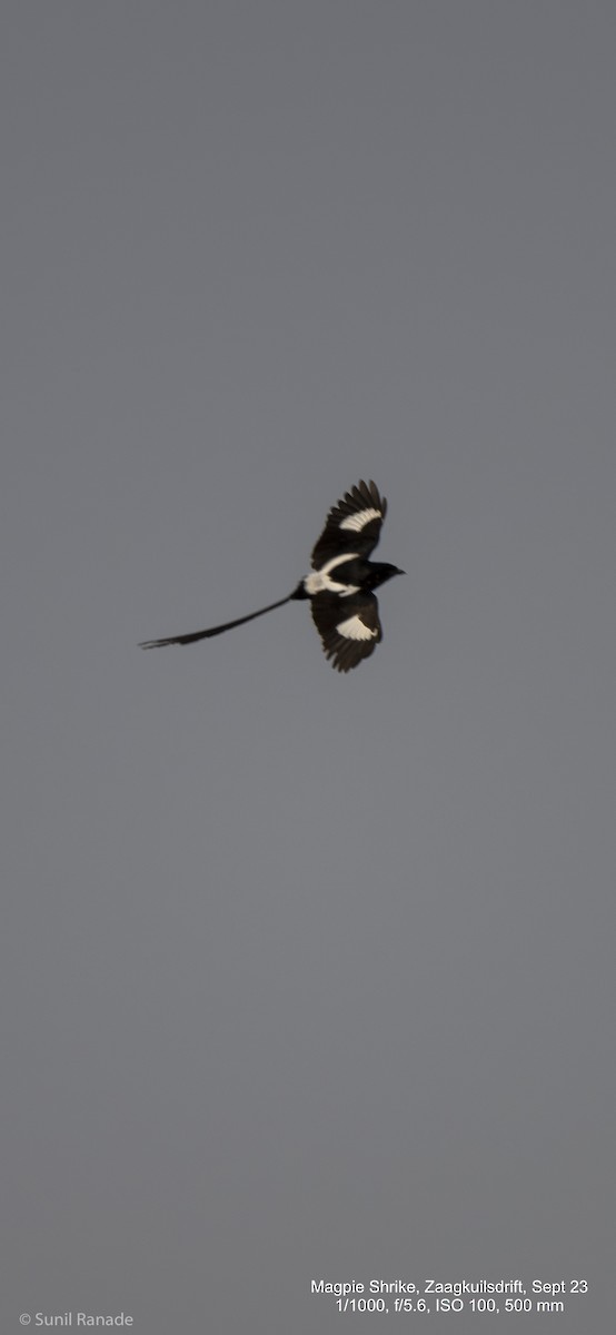 Magpie Shrike - Sunil Ranade