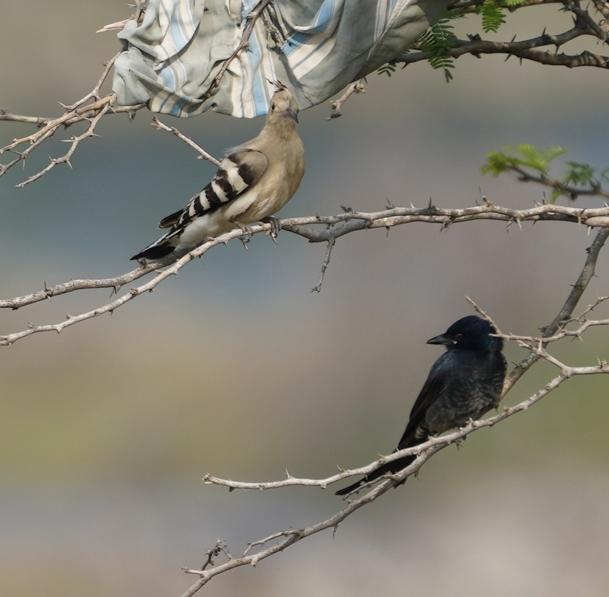 Black Drongo - ML611034191