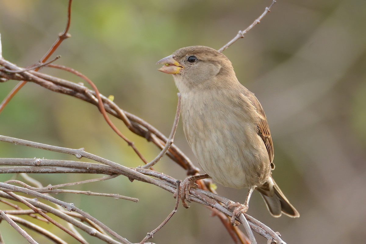 House Sparrow - ML611034214