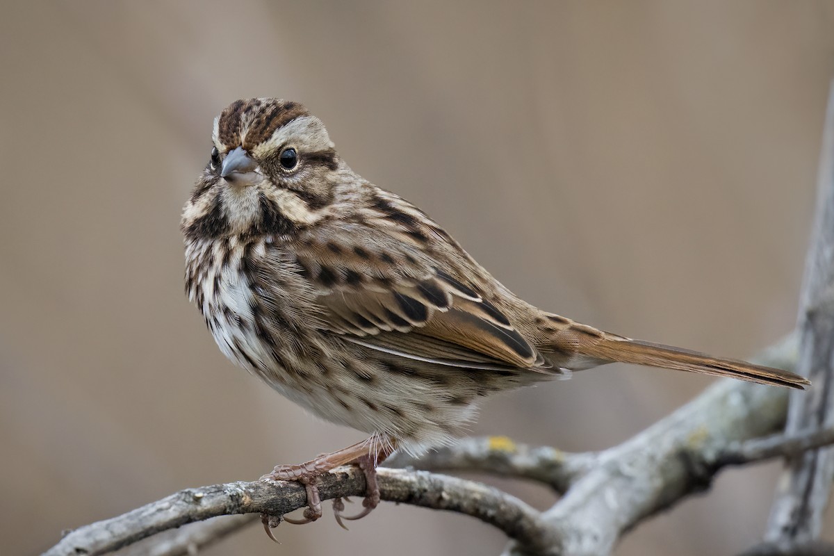 Song Sparrow - ML611034232