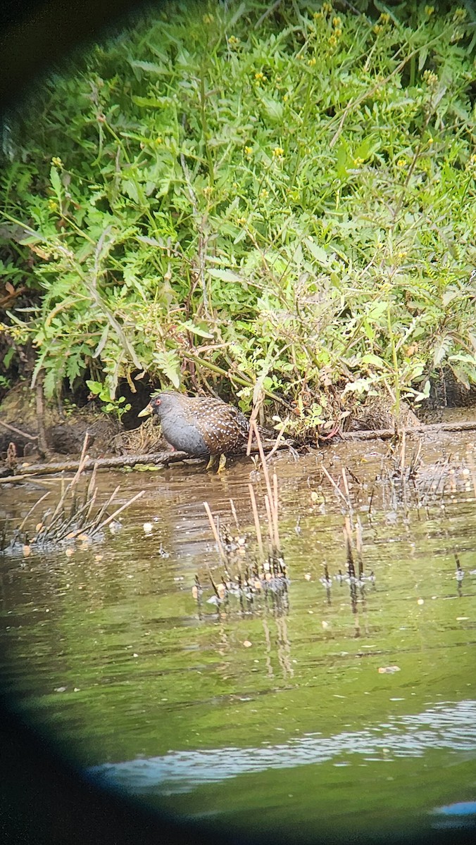 Australian Crake - ML611034238