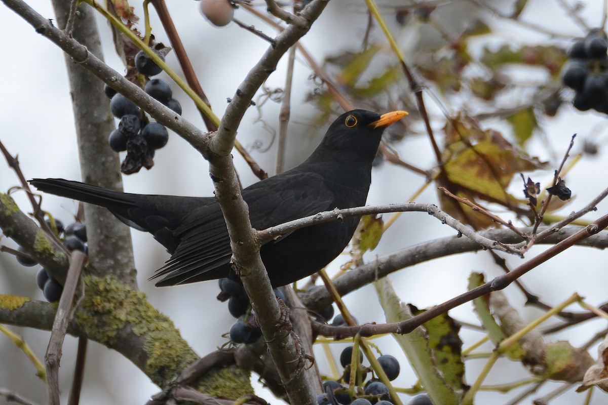 Eurasian Blackbird - Ergün Cengiz