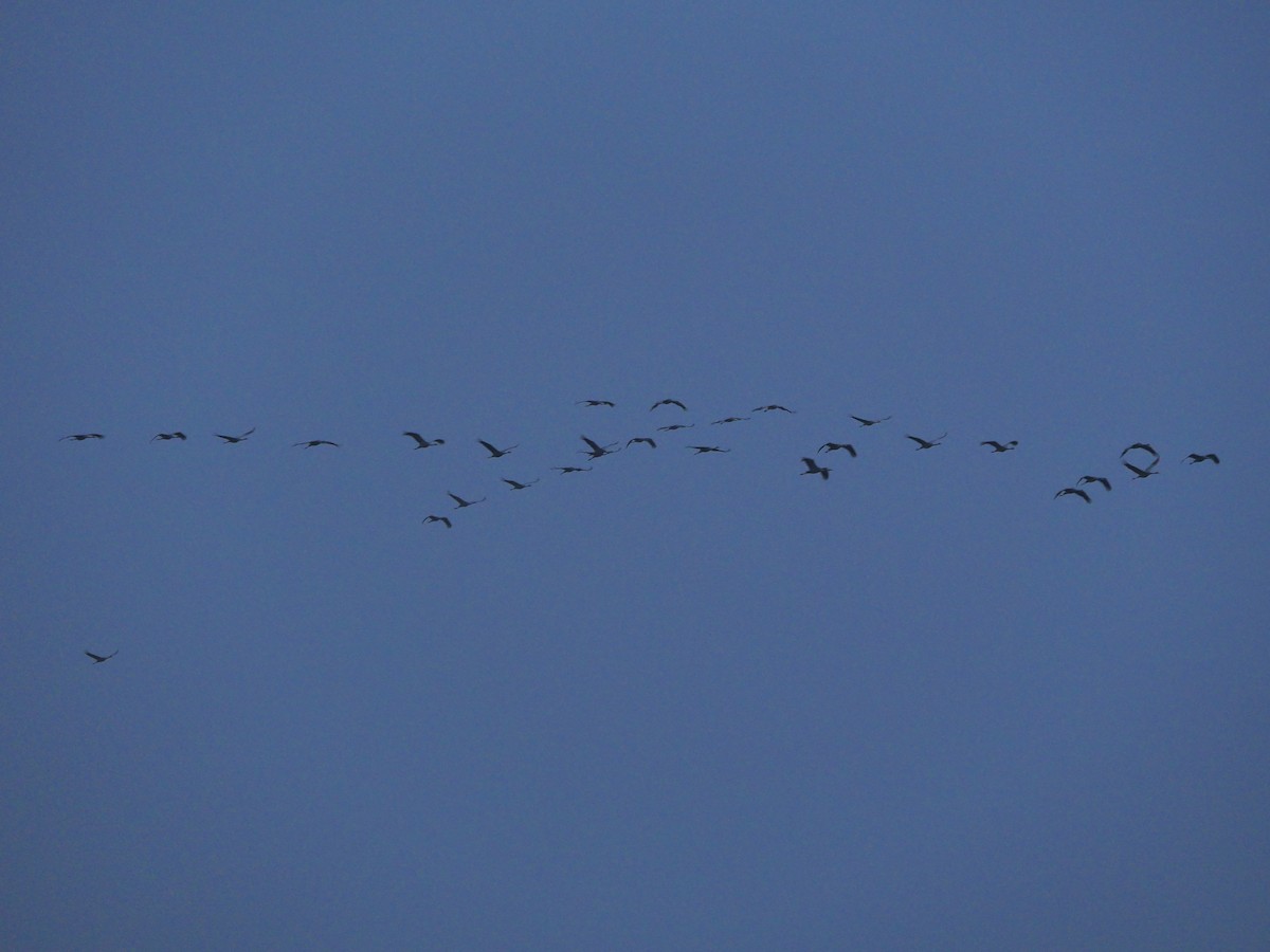Common Crane - ML611034294