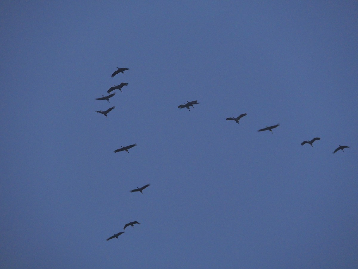 Common Crane - ML611034298