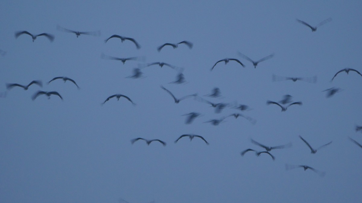 Common Crane - ML611034301