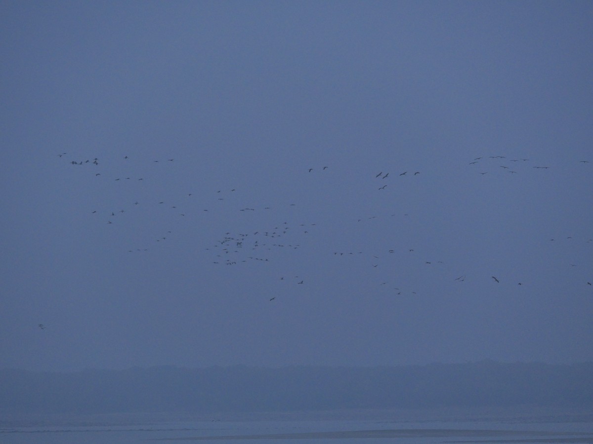 Common Crane - ML611034306